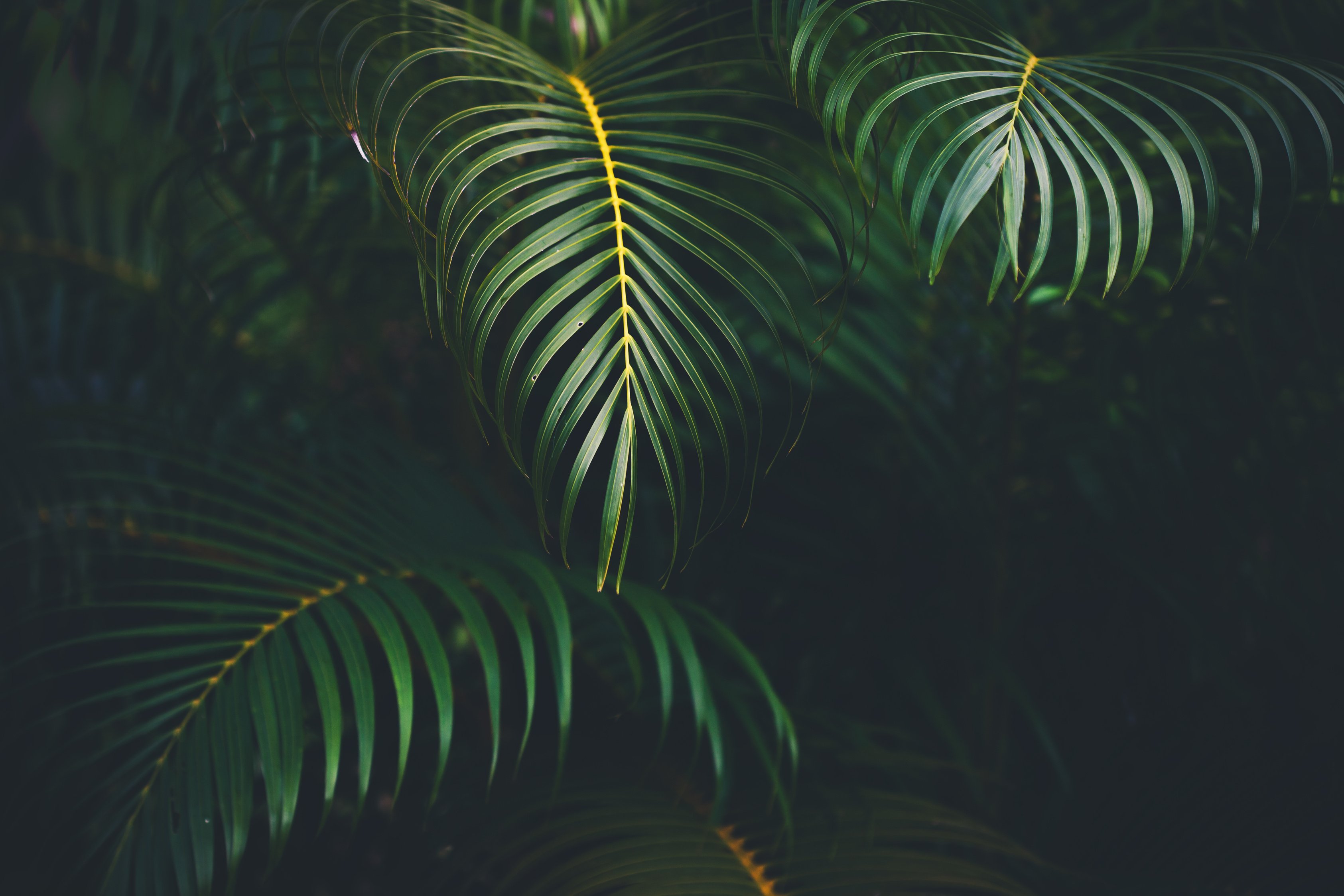 Palm leaves background